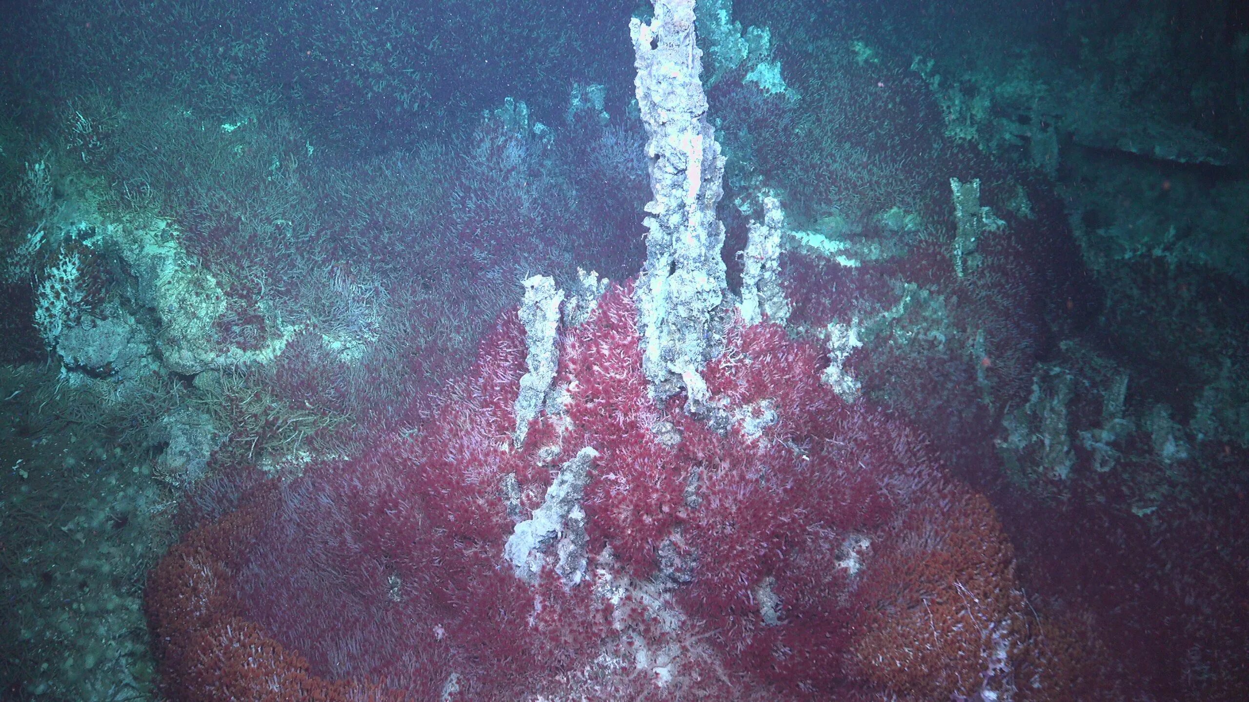Черви в крабе. Калифорнийский залив под водой. Калифорнийского залива дно. Подводный Гейзер. Загадочные узоры на дне Калифорнийского залива.