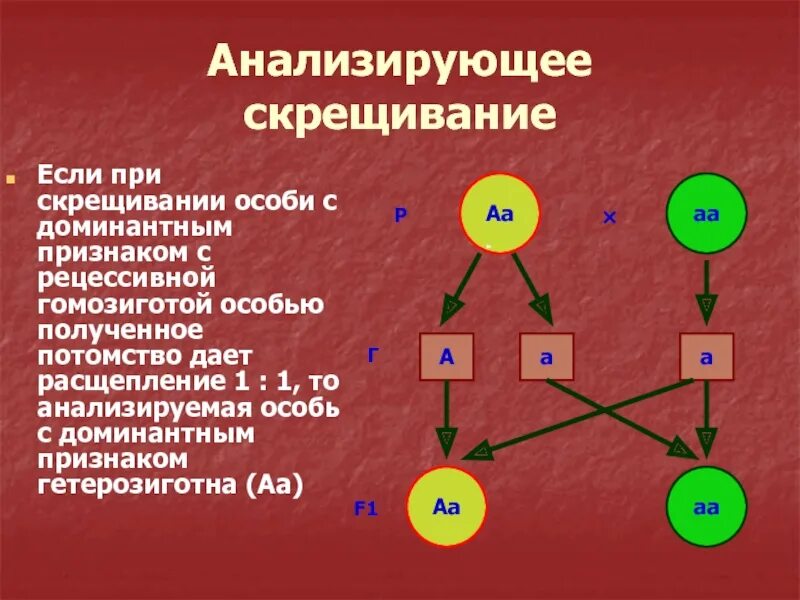 Анализирующее скрещивание. Анамуируещее скрещивание. Схема анализирующего скрещивания. Гетерозиготное анализирующее скрещивание.