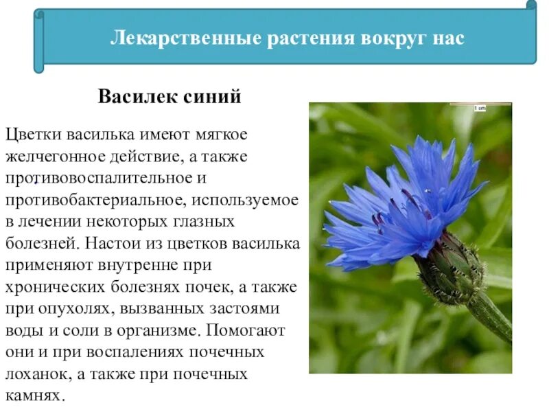 Василек синий лекарственное растение. Василек лекарственное растение описание. Целебные растения вокруг нас. Василёк синий описание. Василек текст описание