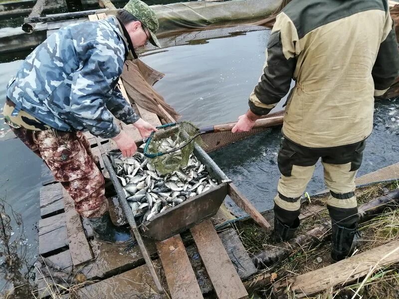 Осетровые в Волге. Молодь сазана. Татарметео Куйбышевское водохранилище. Минприроды Марий Эл.