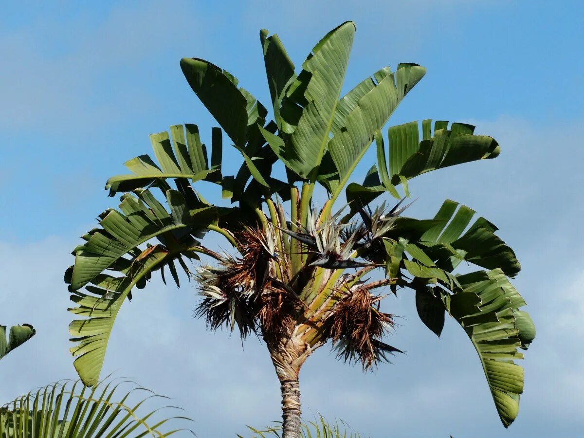 Пальма где растет природная зона. Пальма Стрелиция. Равенала Мадагаскарская. Ливингстона Пальма. Дуриановая Пальма.