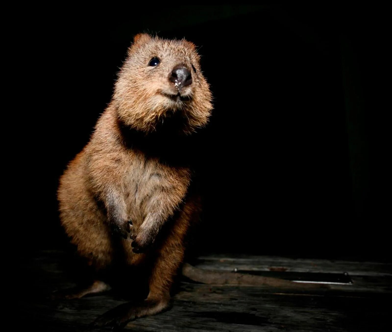 Улыбающие зверьки. Квокка. Quokka животное. Квокка короткохвостый. Самый улыбчивый зверек Квокка.