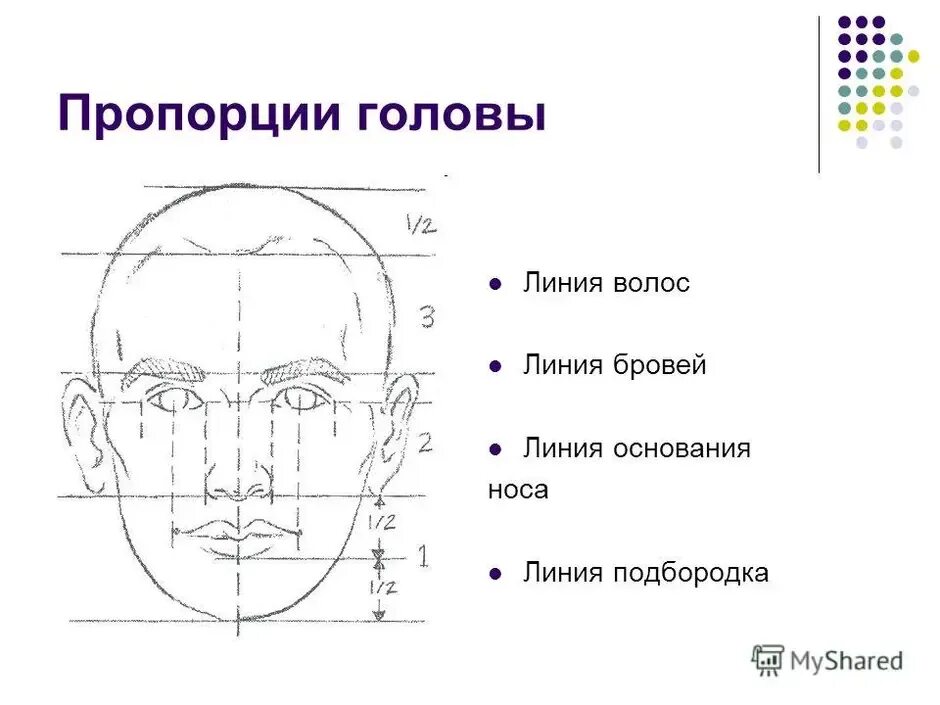 Лицо часть головы человека. Конструкция головы человека схема. Портрет головы человека 6 класс. Портрет конструкция головы человека. Портрет схема рисунок пропорции головы.