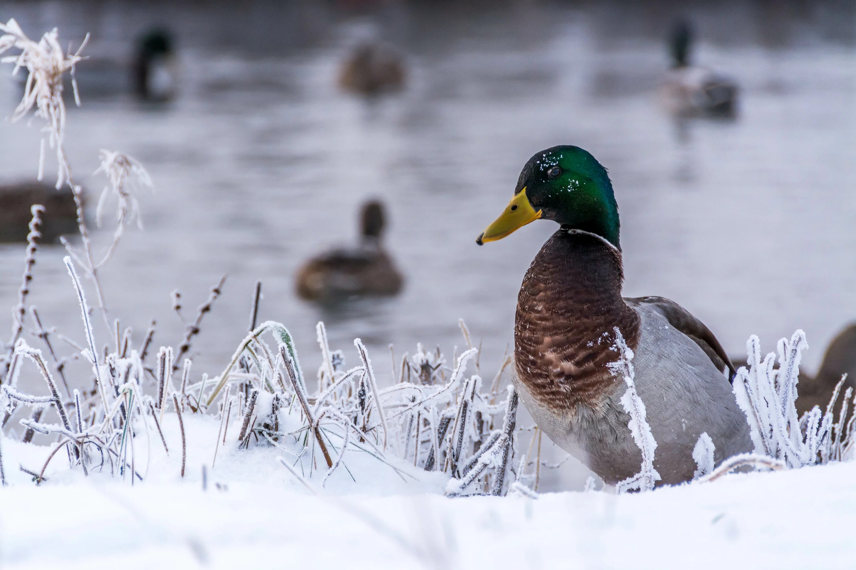 Cold bird. Селезень кряквы зимой. Утка кряква зимующая птица. Кряква зимует. Утки на зимнем пруду.