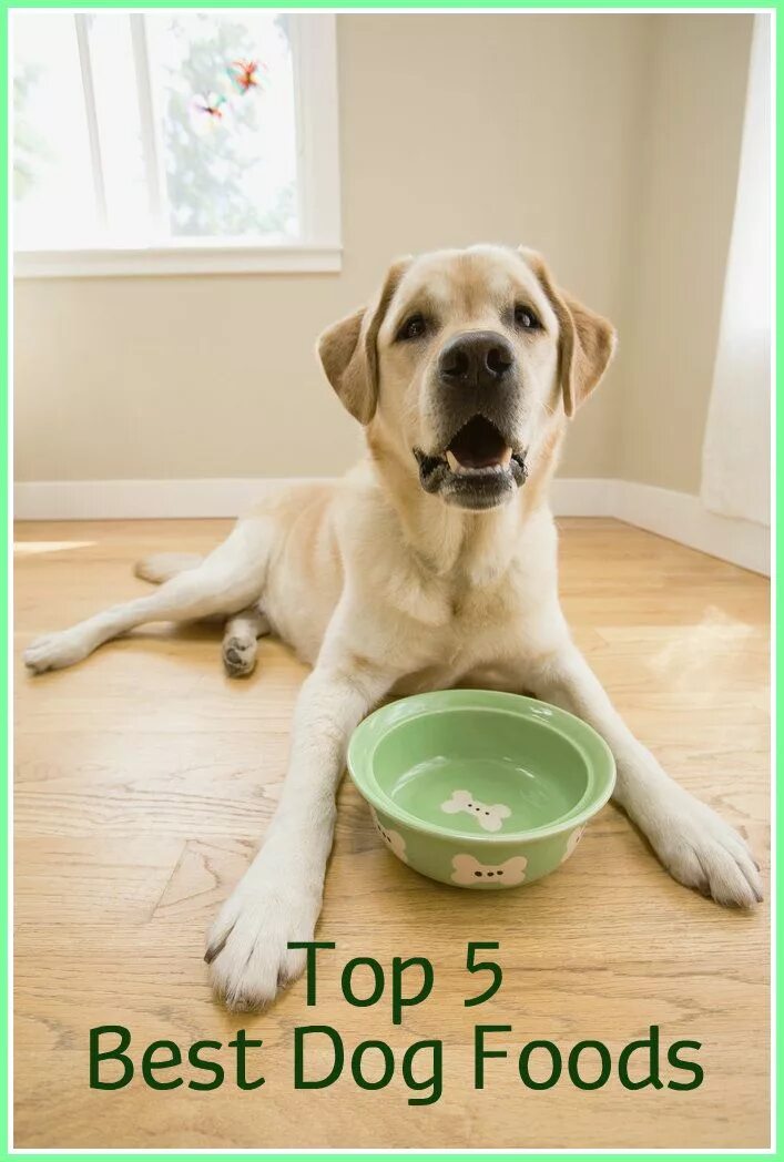 Feed your dog