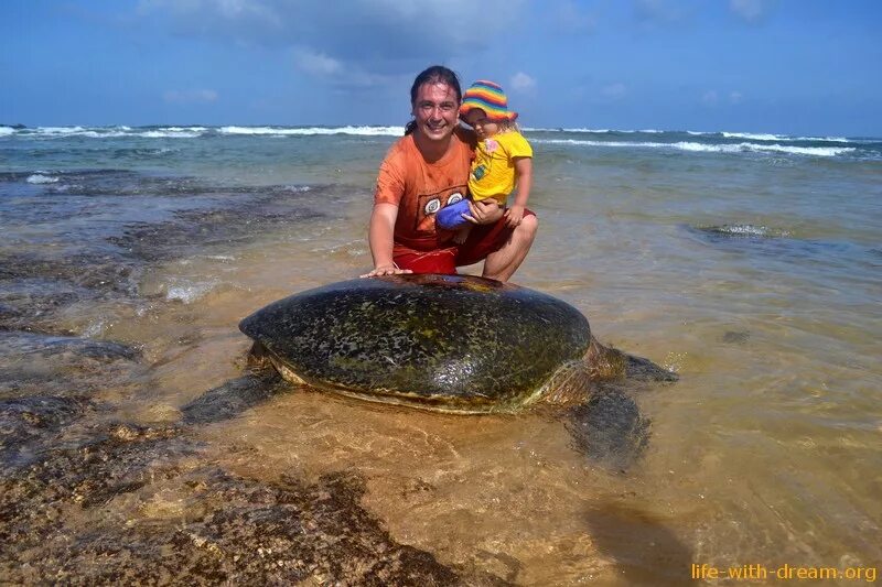 хиккадува черепаший пляж. шри ланка черепаший пляж. шри ланка унаватуна черепахи. шри ланка черепахи на пляже. где черепахи на шри ланке.