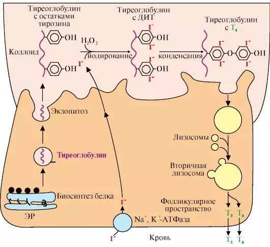 Тироксин ферменты. Синтез гормонов щитовидной железы схема. Этапы синтеза йодсодержащих гормонов щитовидной железы. Синтез тиреоидных гормонов щитовидной железы схема. Биосинтез гормонов щитовидной железы схема.