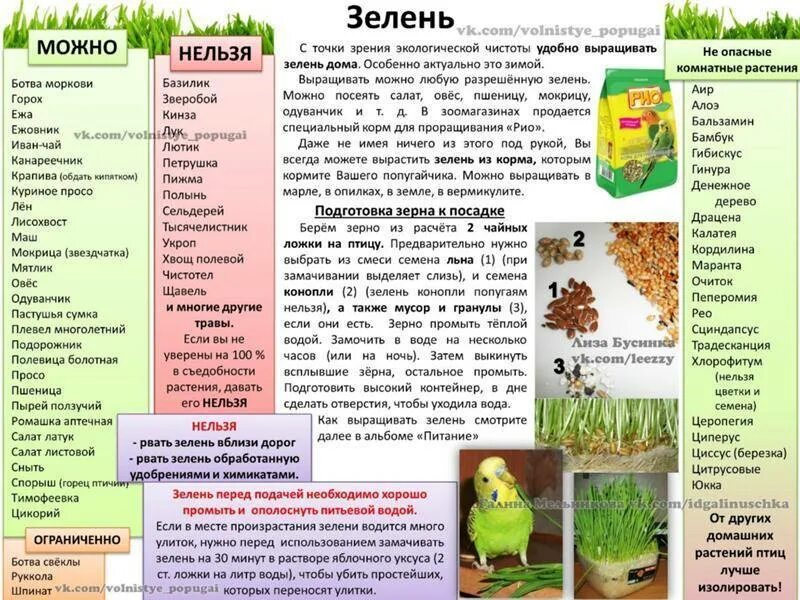 Рацион питания волнистых попугаев. Какую траву можно давать волнистым попугаям. Чем можно кормить волнистых попугаев. Что можно Ловать попугаем