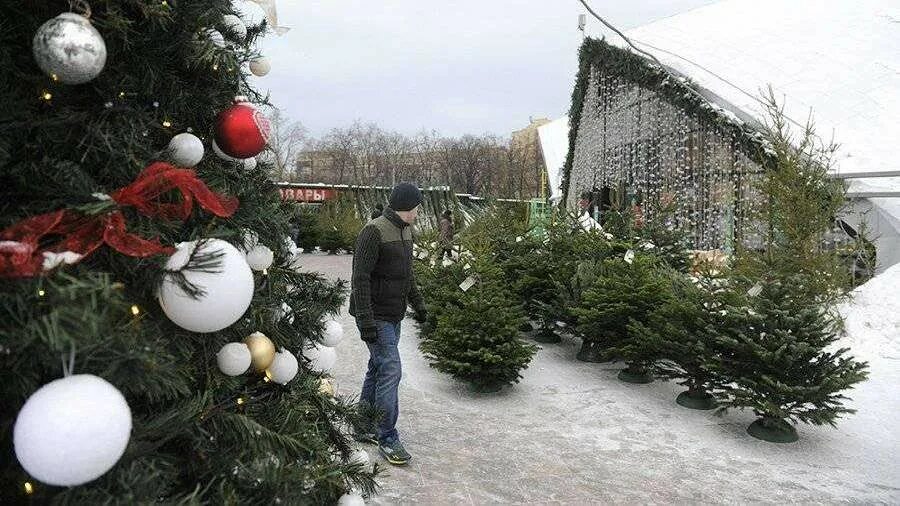 опасность живой ели. купить елку живую во владивостоке. ёлку рубить. аллергия на елку живую. когда в москве будут продавать живые елки.