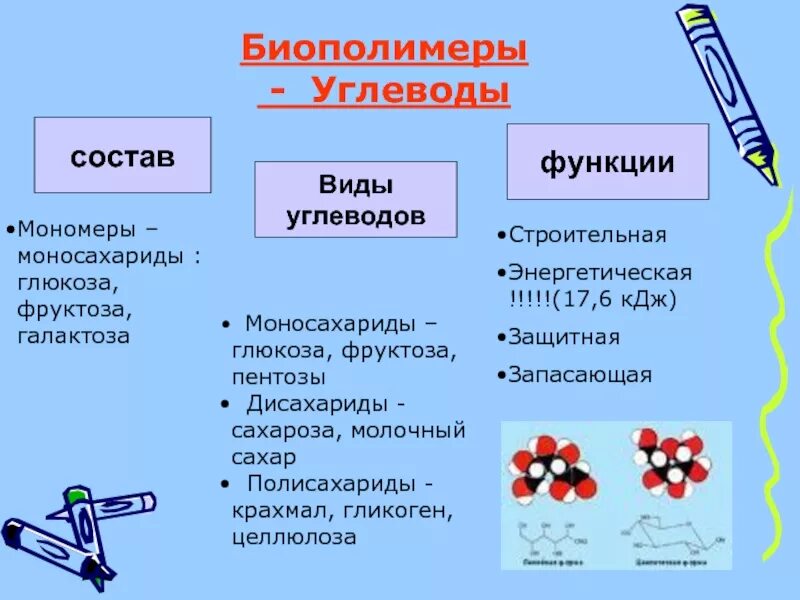 Перечислите биополимеры