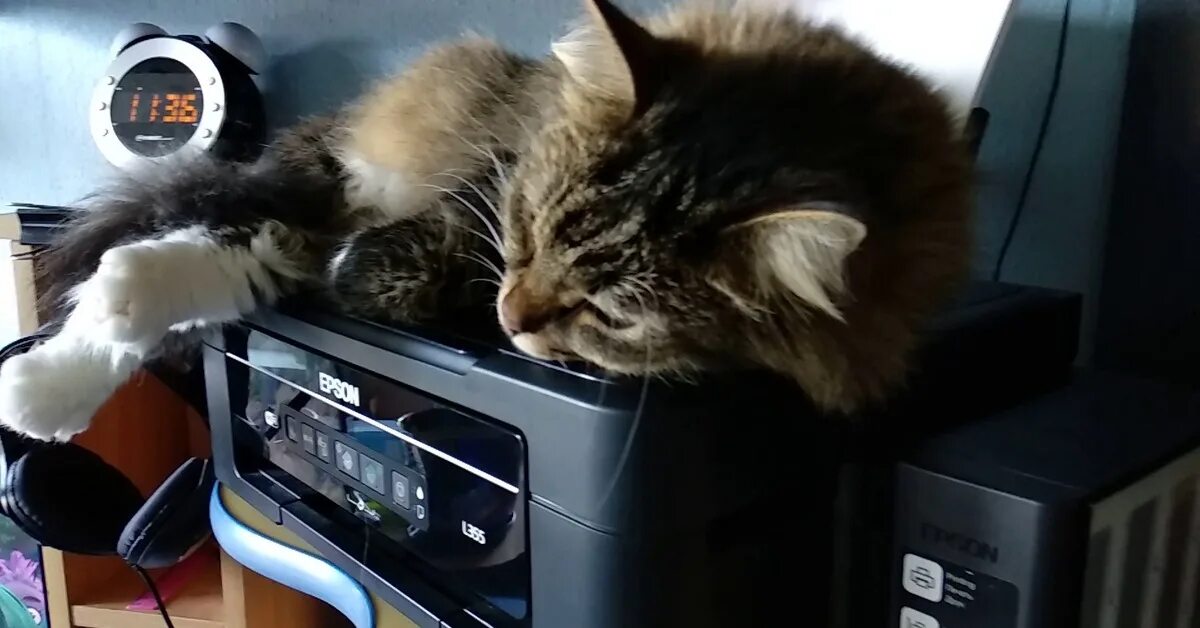 Котик принтер приложение. Кот и принтер. котик для принтера. кошачьи будни фото. котэ на принтере.