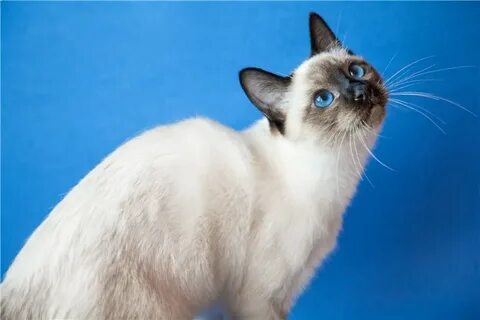 Питомник тайских кошек