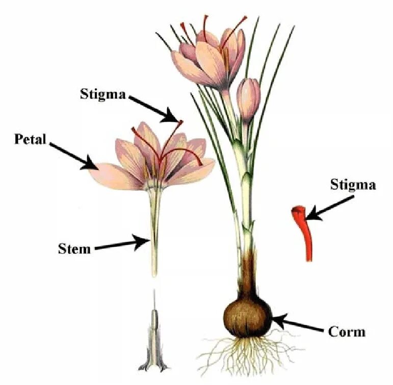 Крокус строение цветка. Крокусы строение. Рыльца крокуса. Крокус схема цветка.