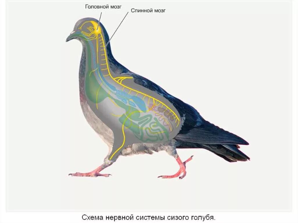 Нервная система птиц 8 класс. Нервная система птиц 7 класс биология. периферическая нервная система птиц. внутреннее строение птиц нервная система. строение нервной системы голубя.