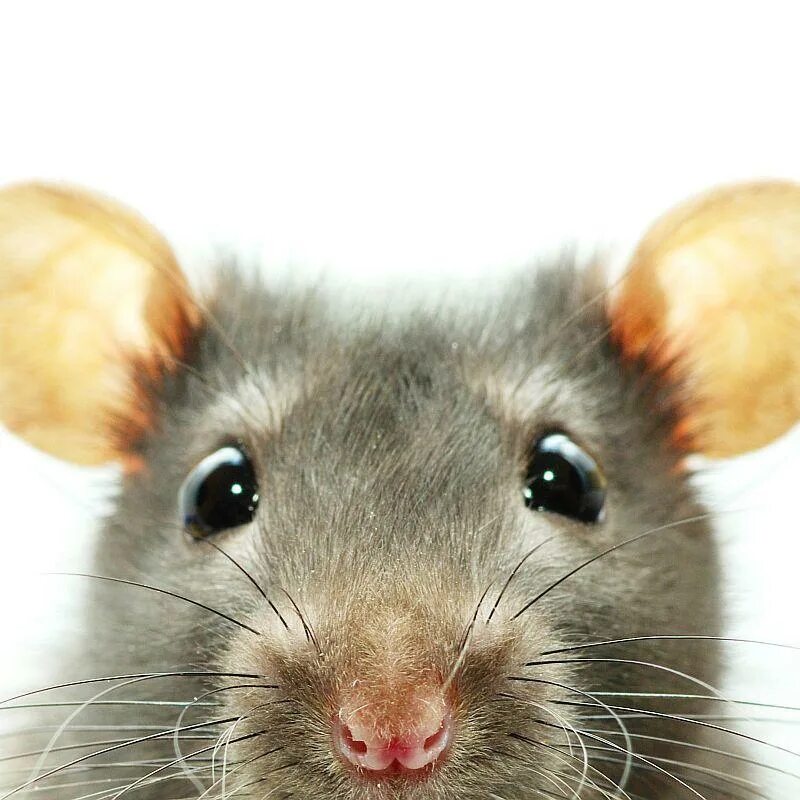 Rat crying