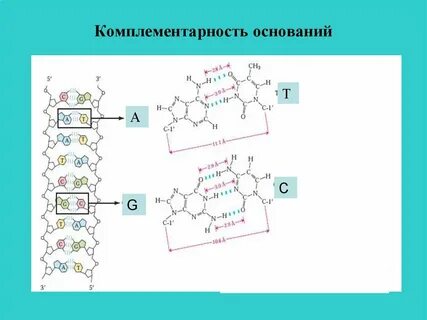 Правило комплементарности рнк