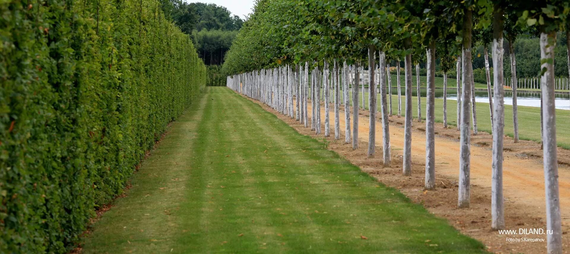 Живая изгородь из липы мелколистной. Граб обыкновенный фастигиата. Рядовая посадка деревьев. Робиния умбракулифера. Клён глобозум в живой изгороди.