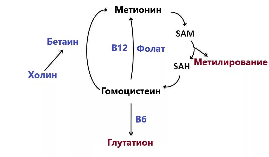 Метаболизм гомоцистеина схема. Цикл метионин гомоцистеин. Гомоцистеин в метионин реакция. Схема метаболизма метионина.