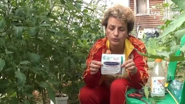 Клуб петренко. Садовый мир с натальей петренко. Клуб петренко. Садовый мир с натальей петренко новые видео посадка томатов в теплице. Сад натальи петренко.
