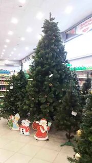 Садовод ели