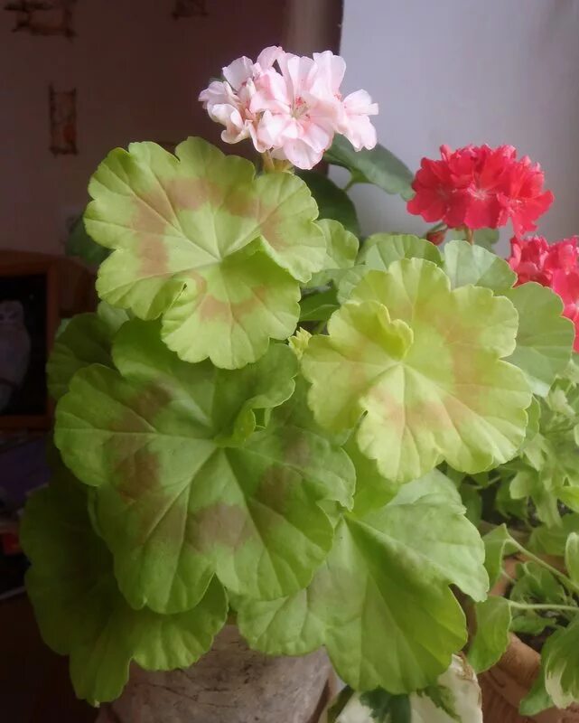 пеларгония elmsett крапчатая. пеларгония норланд. повер поинт пеларгония. королевская герань. герань в спорте.