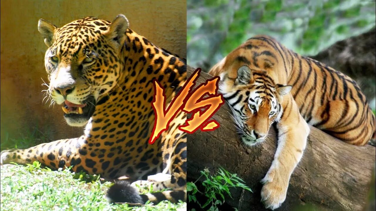 Ягуары львы тигры. Суматранский тигр и Ягуар. Тигр бенгальский Ягуар. Лев, тигр, леопард Ягуар, пантера.