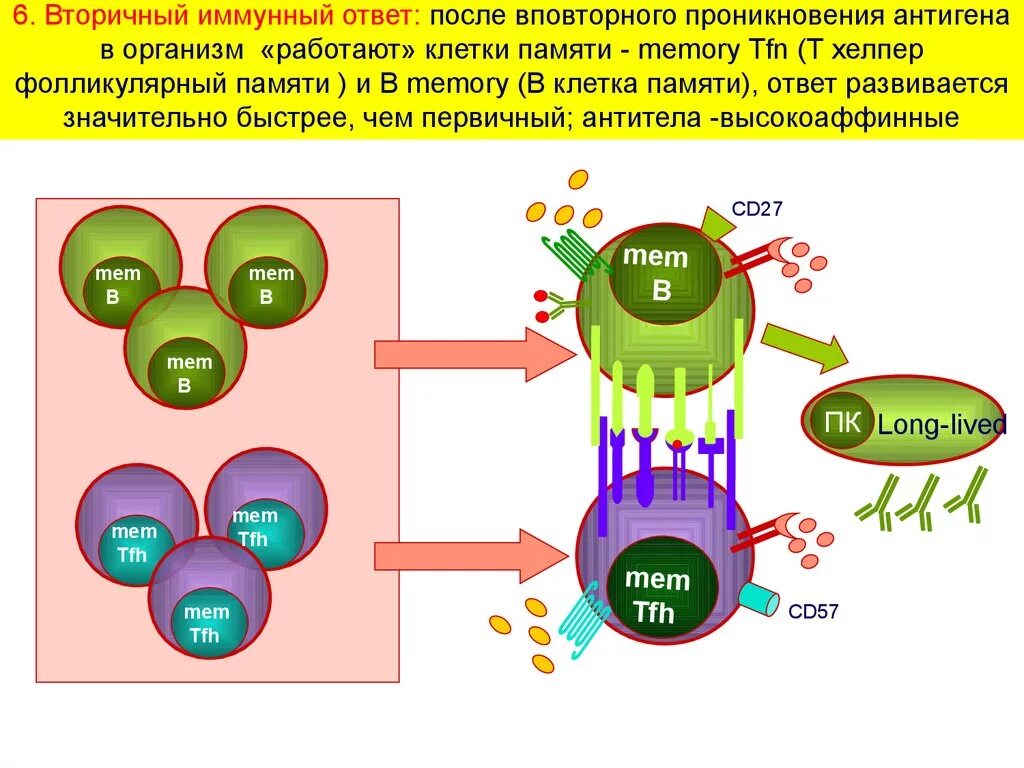 Т клетки памяти иммунология. Вторичный иммунный ответ схема. Иммунный ответ и иммунологическая память. Клетки памяти и вторичный иммунный ответ. Обеспечивают иммунный ответ