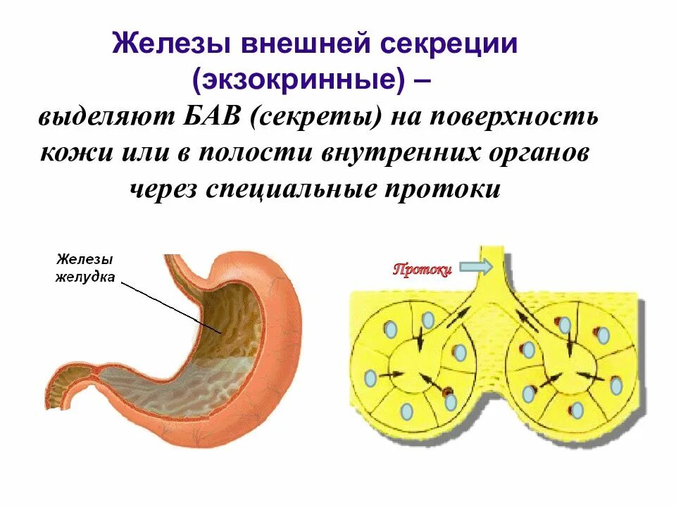 Внешнее строение железы. Железы внешней секреции строение. схема железы внешней секреции. эндокринная система внешней секреции. схема строения желез внешней секреции.