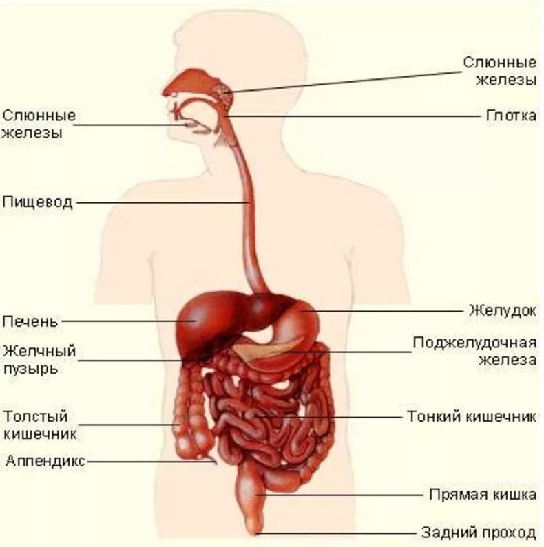 Пищеварительная система анатомия органов пищеварения. Анатомия пищеварительная система строение желудка. Пищеварительная система схема анатомия. Строение желудочно-кишечного тракта анатомия. Самой длинной частью пищеварительного тракта