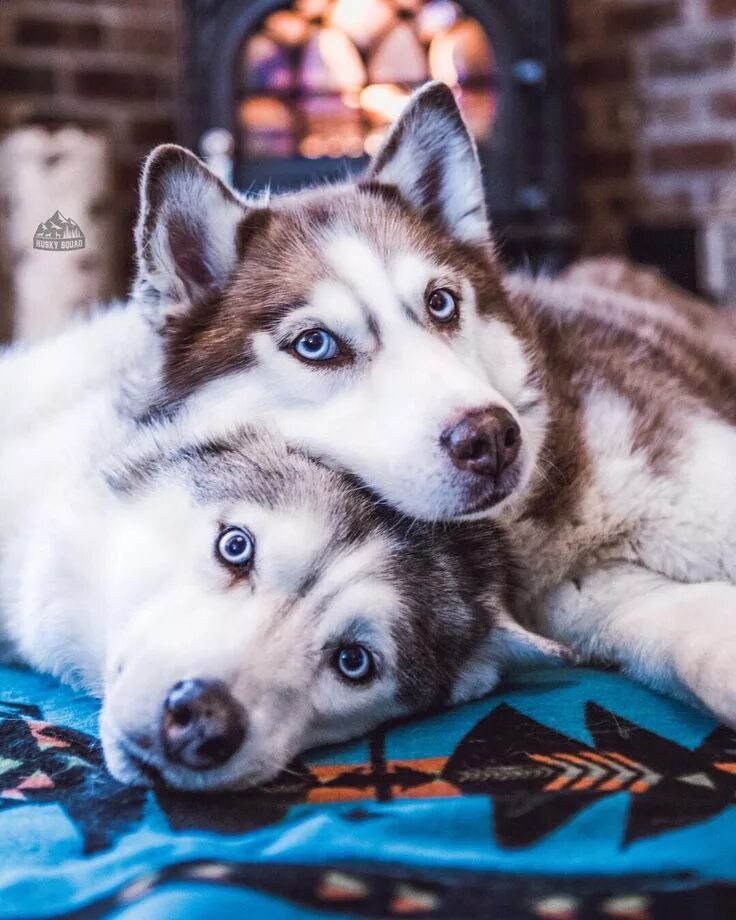 Хаски лучшая собака. Сибирский хаски. хаски siberian. сибирский хаски щенки. красивые сибирские хаски.