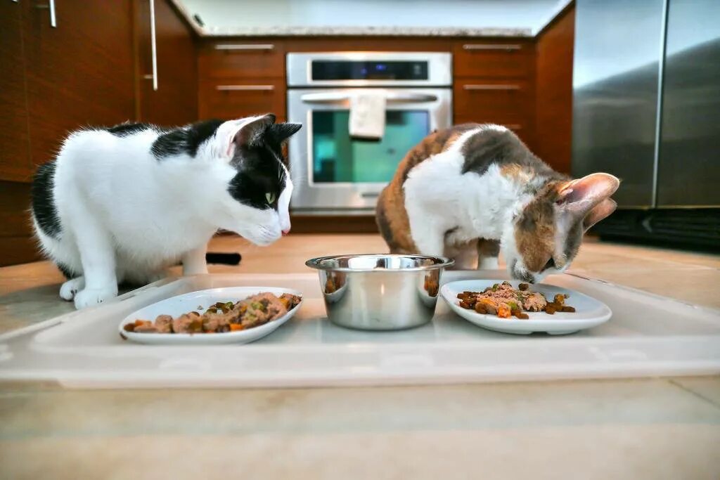 Кормить много кошек. Котик с едой. Кошка кушает. Питание кошек. Еда для кошек.
