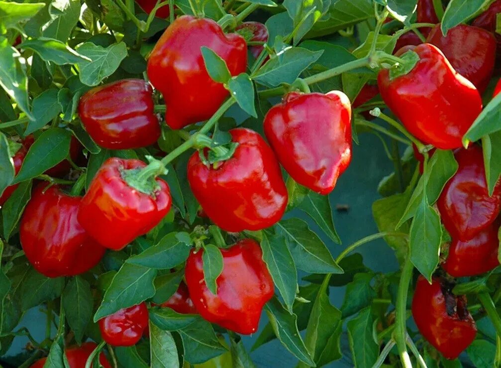 Популярные сорта сладкого. Перец сорт Аристотель. Перец Capsicum annuum. Перец сладкий грунтовый красный Подснежник f1. Перец сладкий красная Жемчужина f1.