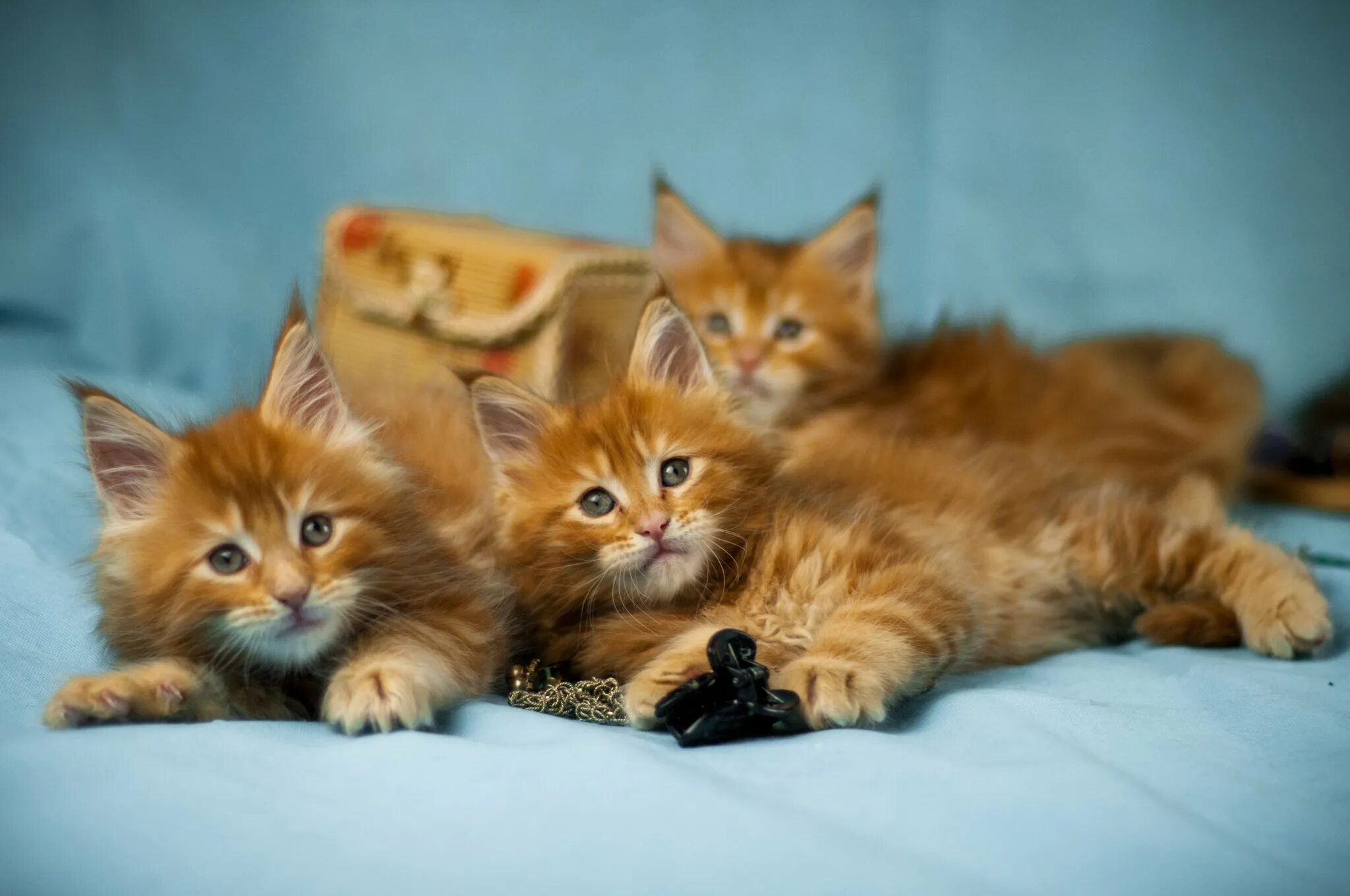 Сколько котят у рыжей кошки. Рыжие котята Мейн кун трио. Рыжий шпиц с рыжим котом. Фотографии котенка в разных ракурсах. Рыжие котята было стало.