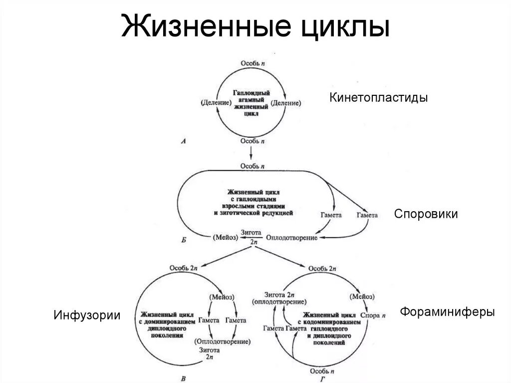 Мейоз в жизненном цикле организмов