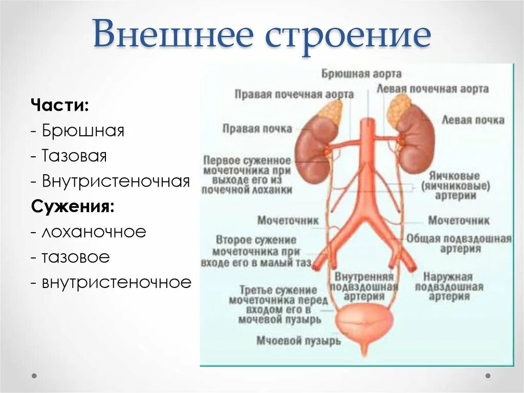 Мочеточники выполняют функцию. Почки надпочечники мочеточники анатомия. Функции надпочечников в мочевыделительной системе. Функции мочеточника анатомия. Почки и надпочечники строение.