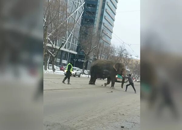 Слон разгуливает в Екатеринбурге. Слоны сбежали в Екатеринбурге. Слон на улице в Екатеринбурге. Слоны сбежали из цирка Екатеринбург. В екатеринбурге сбежал