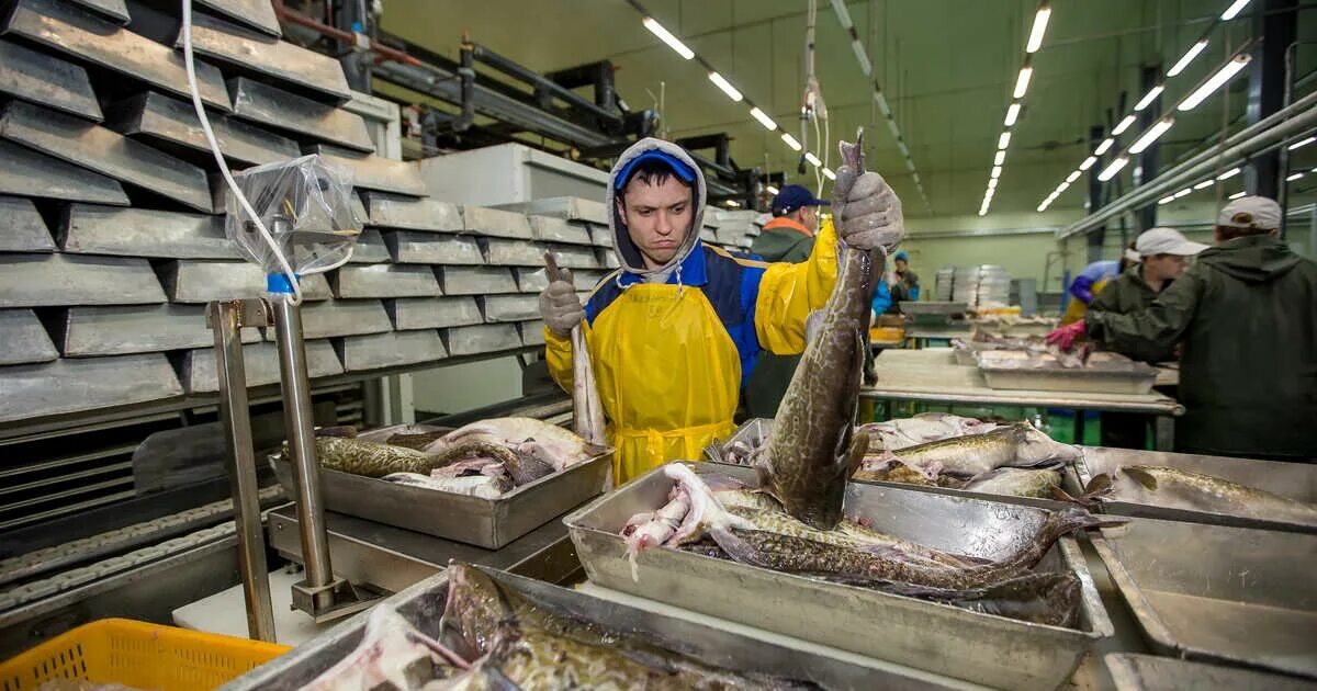 Рыбоперерабатывающий завод заря камчатка. Рыбный завод на камчатке. Рыбный завод на камчатке. Рыбокомбинат беломорье. Камчатка рыбоперерабатывающий завод.