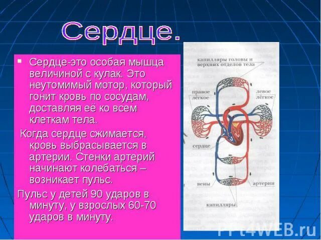 Сердце гонит. Сердце гоняет кровь по организму. Сердце это неутомимый мотор. Гонит кровь по сосудам. Сердце как гонит кровь.