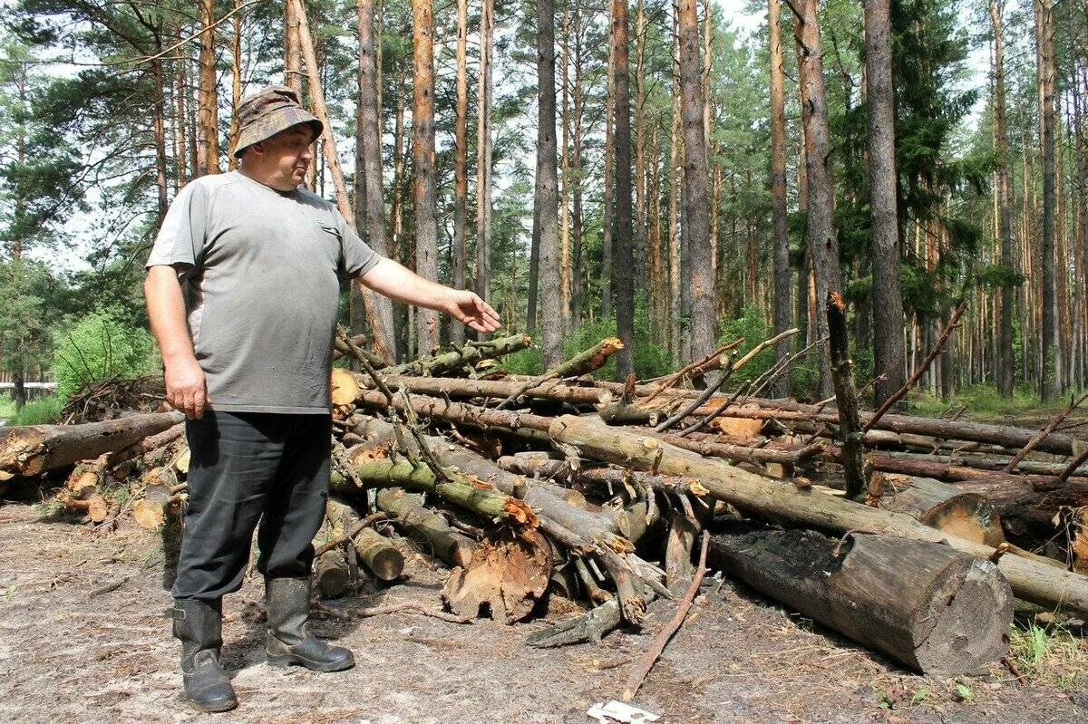 Заготовка древесины. Поваленное дерево в лесу. Вырубка сухостоя. Валежник в лесу.