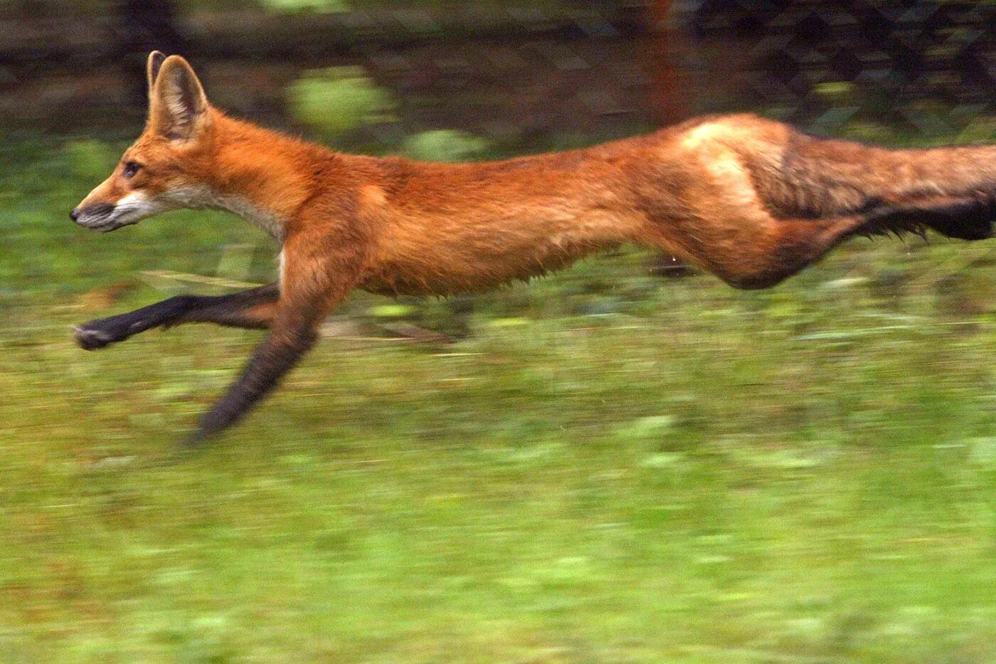 Лисица гонится за косулей скорость лисицы 11. Лисы бегут. Лиса убегает. Лис бежит. Лиса в прыжке.