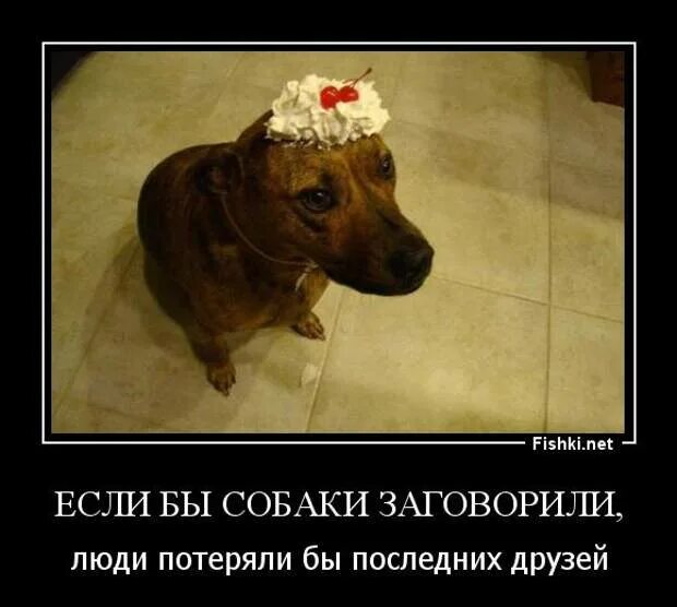 Фишки нет солянка хорошего настроения. Заговоренная собака. фишкина солянка. если бы собаки заговорили люди. если бы собаки умели говорить.