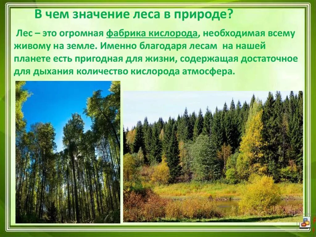 Самый большой текст леса. Лес для презентации. Значение леса в природе. Значимость леса. Значение древесины для природы.