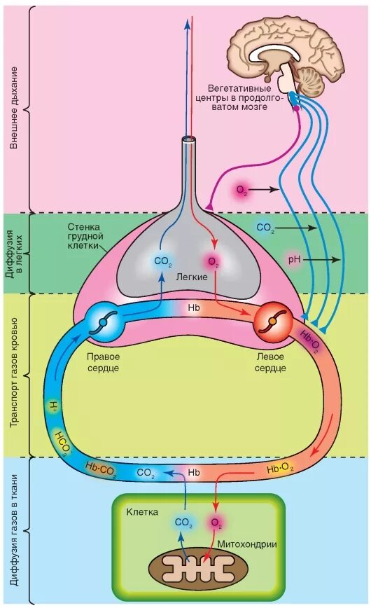 Схема этапов процесса дыхания 3 фазы дыхания. Этапы дыхания внешнее дыхание транспорт газов. Этапы внешнего дыхания физиология. Физиология процесса дыхания выдох.