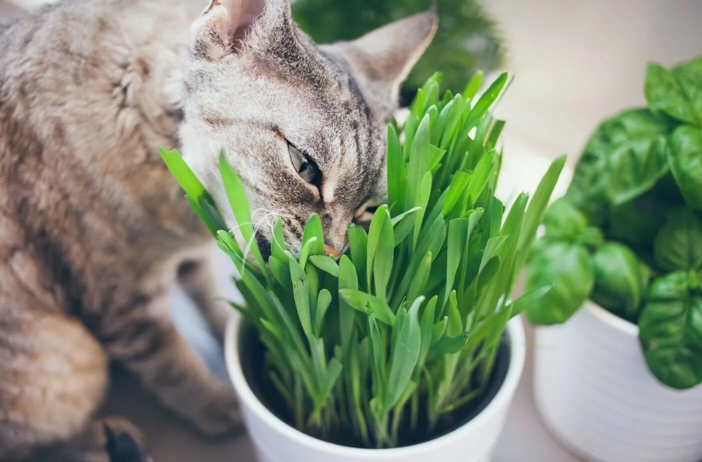 Какие растения есть кошка