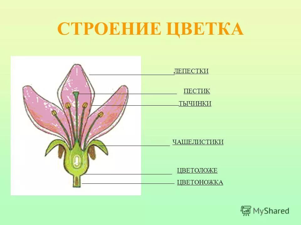 Целое часть биология. Строение растения тычинка пестик. Чашелистики пестик тычинки венчик. Прицветник цветоножка цветоложе. Тычинка пестик чашелистик цветоножка.