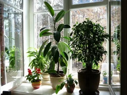 Фикус для кошек