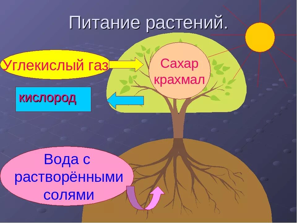 Процесс питания и дыхания растений. Питание растений. Питание растений 3 класс окружающий мир. Схема питания растений. Питание растений схема 3 класс.