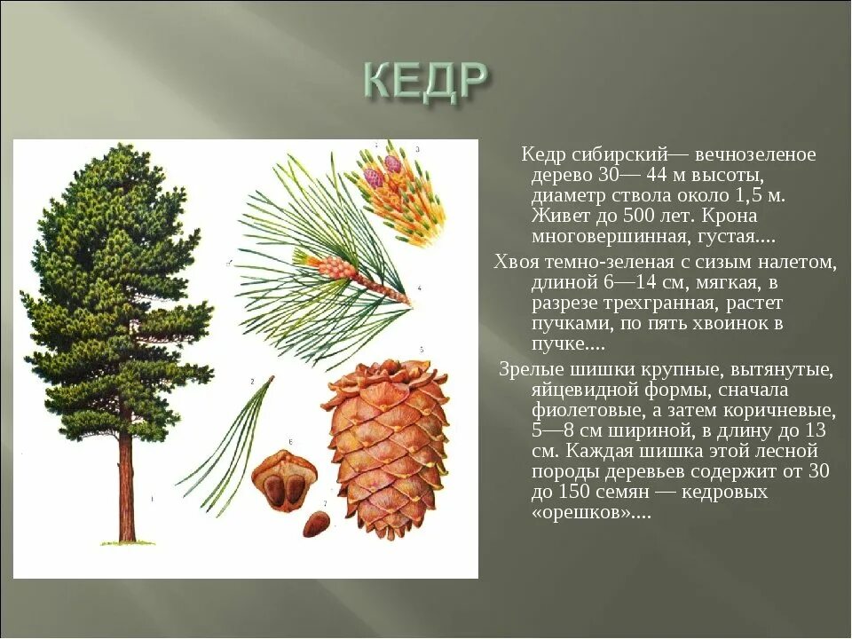 Изображение коры хвойных деревьев произрастающих в югре