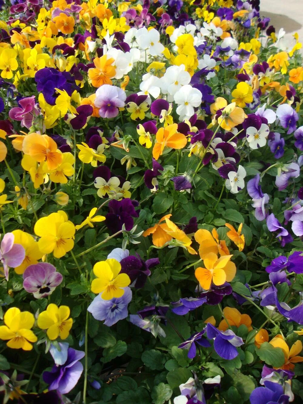 виола рогатая эдмайер уайт. виола рогатая пенни. фиалка рогатая хелен маунт. виола многолетняя (фиалка рогатая). виола виттрока.