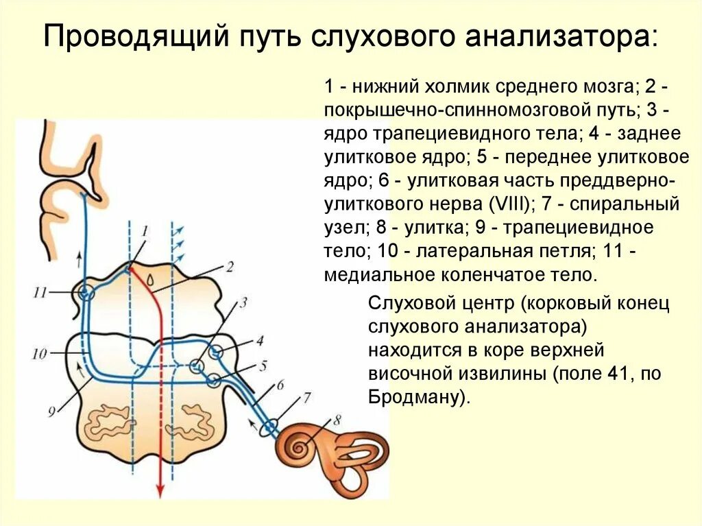 Проводящий путь органа слуха. Проводящий отдел слухового анализатора Нейроны. Путь слухового анализатора схема Нейрон. Проводящий путь слухового анализатора 1 Нейрон. Строение слухового анализатора проводящие пути.